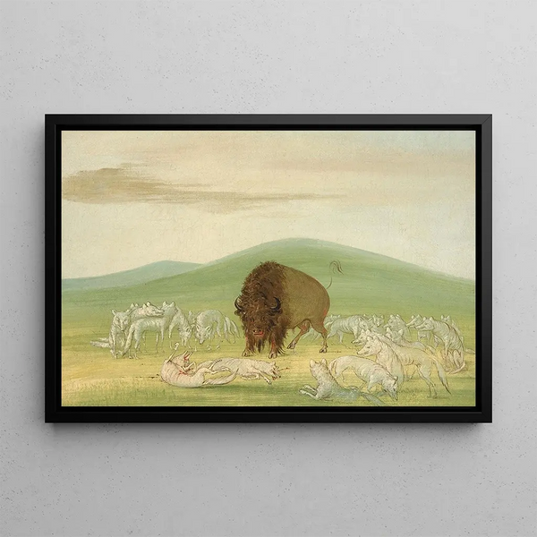 Buffle blessé entouré de loups blancs - George Catlin — framed artwork on a wall