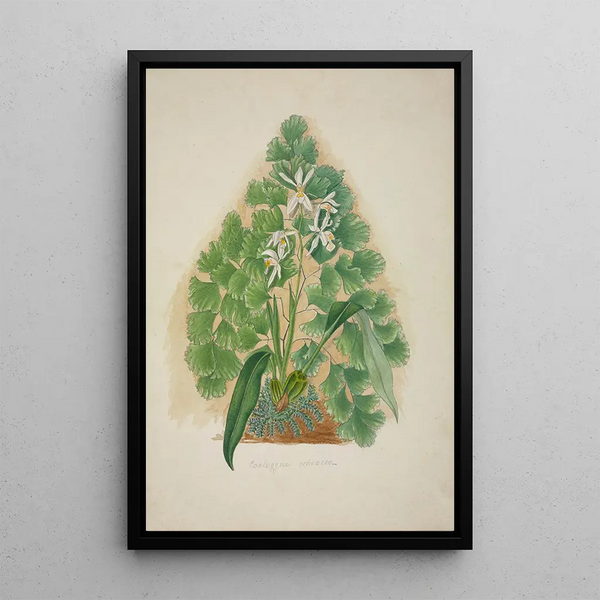Mon jardin à Ceylan Pl004 - George De Alwis — framed artwork on a wall