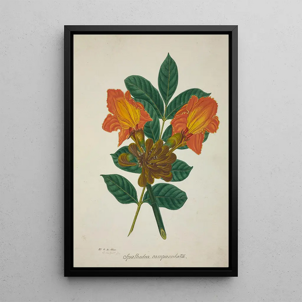 Mon jardin à Ceylan Pl005 - George De Alwis — framed artwork on a wall