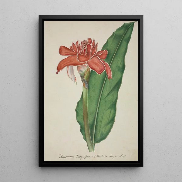 My Garden in Ceylon Pl008 - George De Alwis — framed artwork on a wall