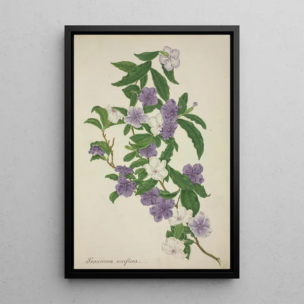 My Garden in Ceylon Pl009 - George De Alwis — framed artwork on a wall
