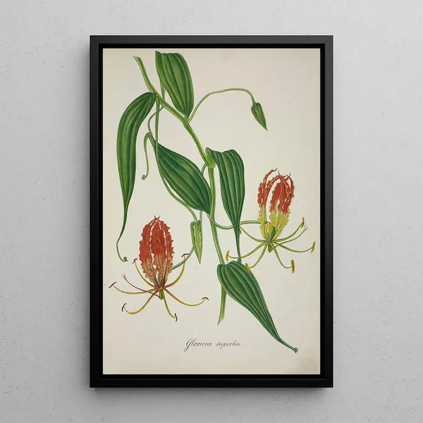 Mon jardin à Ceylan Pl010 - George De Alwis — framed artwork on a wall
