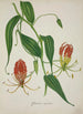 Mon jardin à Ceylan Pl010 - George De Alwis — artwork view