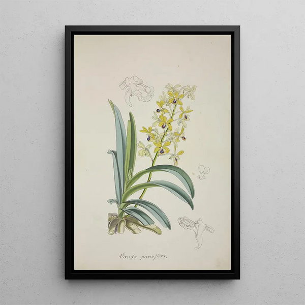 Mon jardin à Ceylan Pl012 - George De Alwis — framed artwork on a wall
