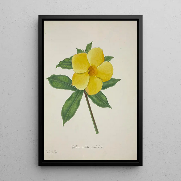 Mon jardin à Ceylan Pl015 - George De Alwis — framed artwork on a wall