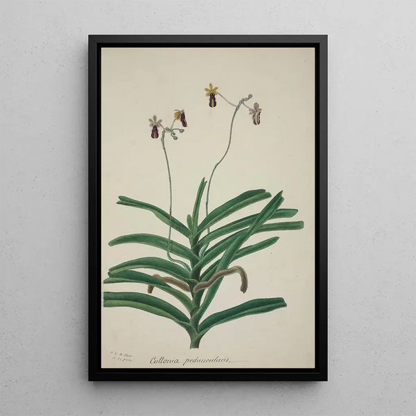 Mon jardin à Ceylan Pl017 - George De Alwis — framed artwork on a wall