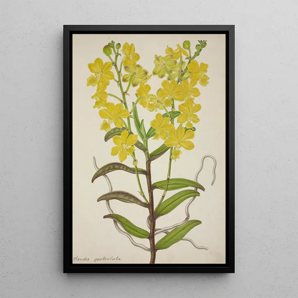 My Garden in Ceylon Pl018 - George De Alwis — framed artwork on a wall