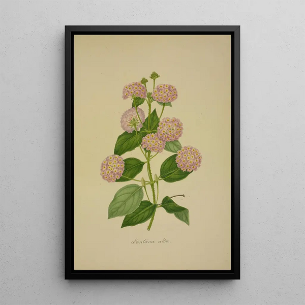 Mon Jardin à Ceylan Pl020 - George De Alwis — framed artwork on a wall
