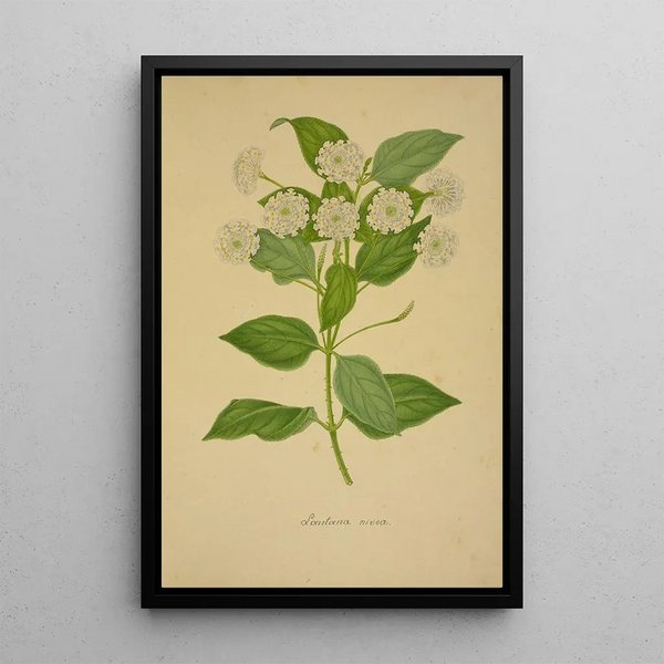 Mon Jardin à Ceylan Pl021 - George De Alwis — framed artwork on a wall