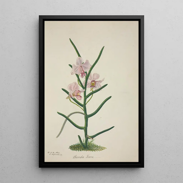 My Garden in Ceylon Pl022 - George De Alwis — framed artwork on a wall