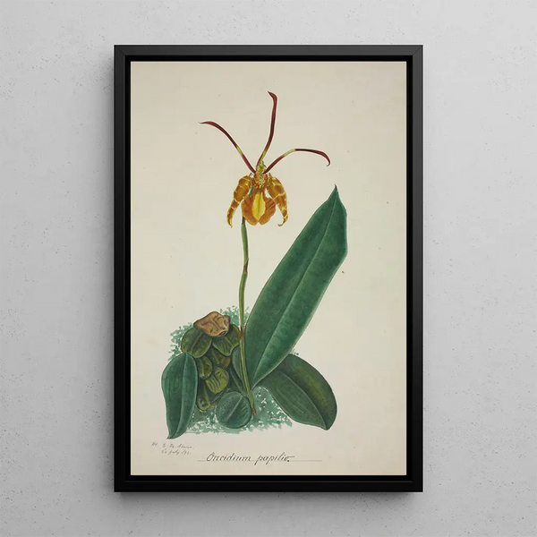 Mon Jardin à Ceylan Pl024 - George De Alwis — framed artwork on a wall