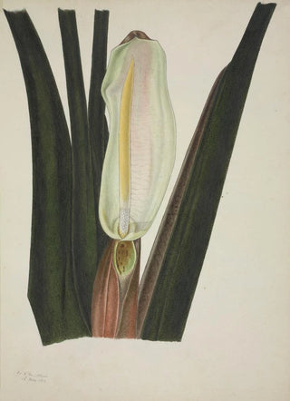 George De Alwis - Mon Jardin a Ceylan Pl026.webp