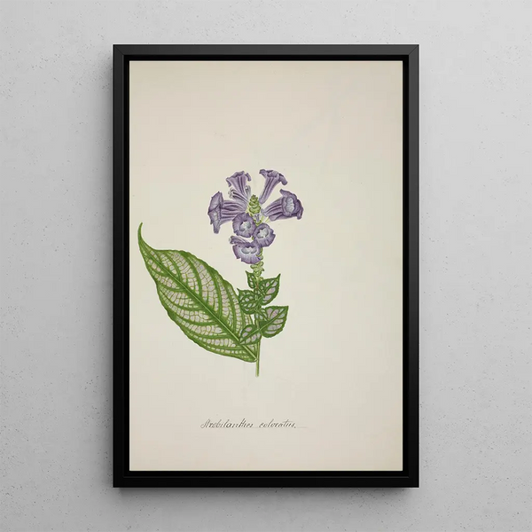 My Garden in Ceylon Pl029 - George De Alwis — framed artwork on a wall