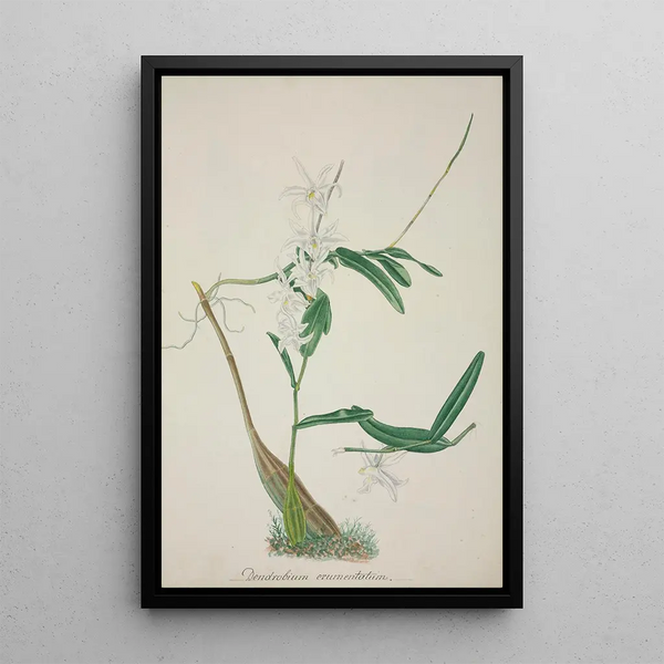 Mon Jardin à Ceylan Pl032 - George De Alwis — framed artwork on a wall