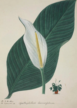 George De Alwis - Mon Jardin a Ceylan Pl034.webp