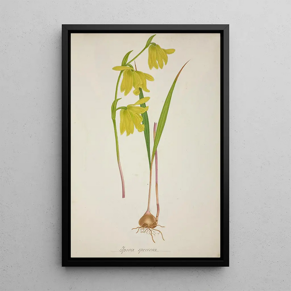 My Garden in Ceylon Pl036 - George De Alwis — framed artwork on a wall