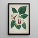 Mon Jardin à Ceylan Pl038 - George De Alwis — framed artwork on a wall