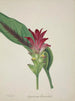 My Garden in Ceylon Pl044 - George De Alwis — artwork view