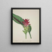 My Garden in Ceylon Pl044 - George De Alwis — framed artwork on a wall