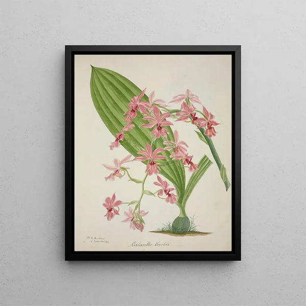 My Garden in Ceylon Pl047 - George De Alwis — framed artwork on a wall