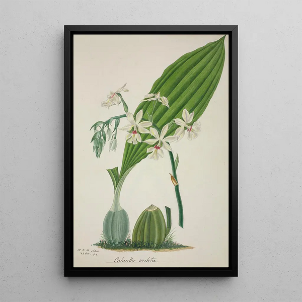 My Garden in Ceylon Pl048 - George De Alwis — framed artwork on a wall