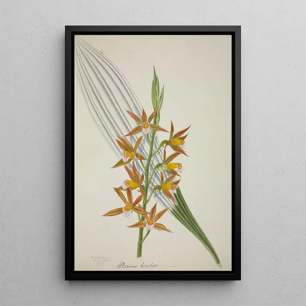 My Garden in Ceylon Pl058 - George De Alwis — framed artwork on a wall