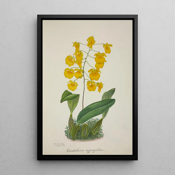 Mon Jardin à Ceylan Pl061 - George De Alwis — framed artwork on a wall