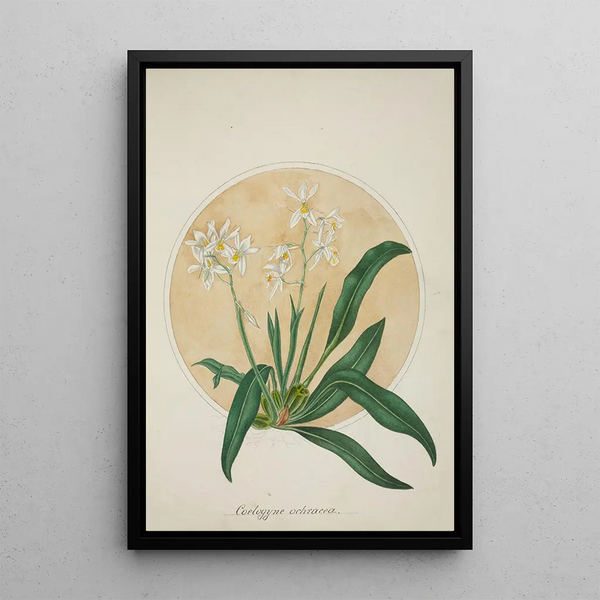 Mon Jardin à Ceylan Pl062 - George De Alwis — framed artwork on a wall