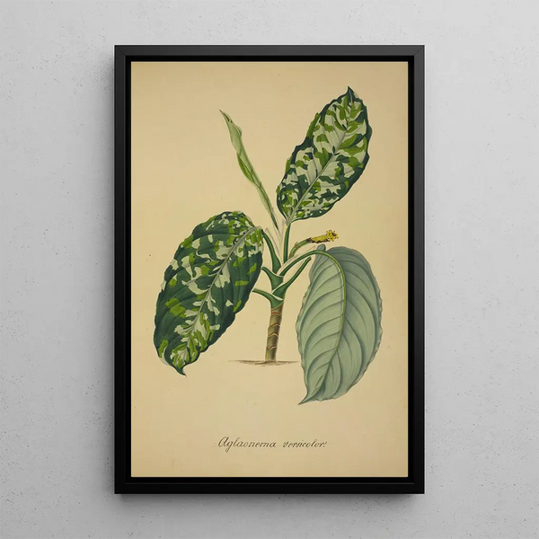Mon Jardin à Ceylan Pl064 - George De Alwis — framed artwork on a wall