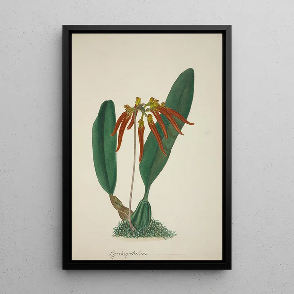 Mon Jardin à Ceylan Pl065 - George De Alwis — framed artwork on a wall
