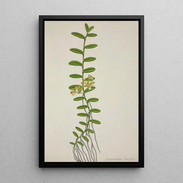 Mon Jardin à Ceylan Pl066 - George De Alwis — framed artwork on a wall