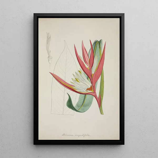 My Garden in Ceylon Pl069 - George De Alwis — framed artwork on a wall