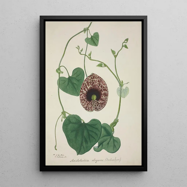 Mon Jardin à Ceylan Pl071 - George De Alwis — framed artwork on a wall