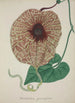 Mon Jardin à Ceylan Pl073 - George De Alwis — artwork view