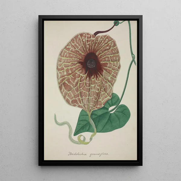 Mon Jardin à Ceylan Pl073 - George De Alwis — framed artwork on a wall