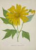 Mon Jardin à Ceylan Pl074 - George De Alwis — artwork view