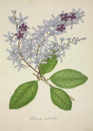 George De Alwis - Mon Jardin a Ceylan Pl077.webp