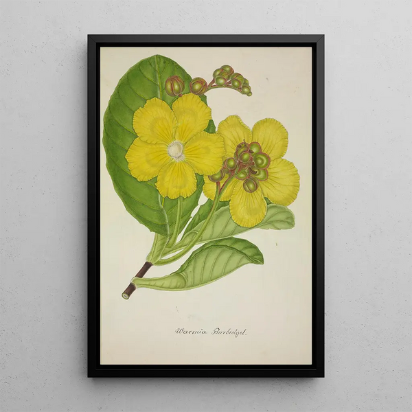 My Garden in Ceylon Pl078 - George De Alwis — framed artwork on a wall