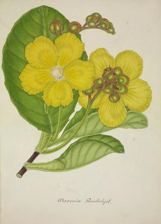 George De Alwis - Mon Jardin a Ceylan Pl078.webp