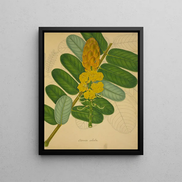 Mon Jardin à Ceylan Pl080 - George De Alwis — framed artwork on a wall
