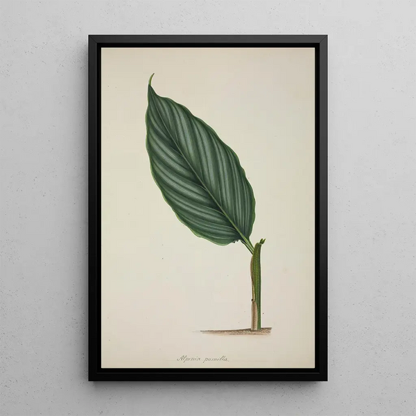 My Garden in Ceylon Pl083 - George De Alwis — framed artwork on a wall