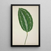 My Garden in Ceylon Pl085 - George De Alwis — framed artwork on a wall