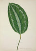 My Garden in Ceylon Pl085 - George De Alwis — artwork view