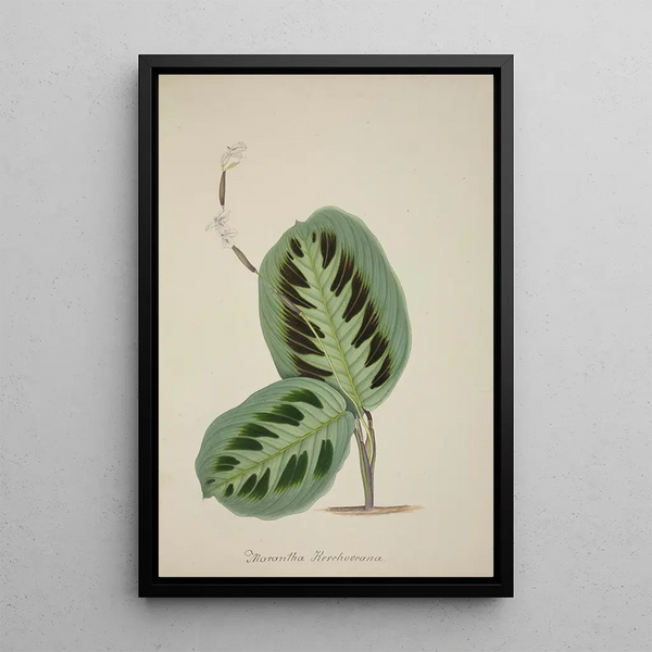 Mon Jardin à Ceylan Pl093 - George De Alwis — framed artwork on a wall