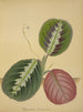 My Garden in Ceylon Pl094 - George De Alwis — artwork view