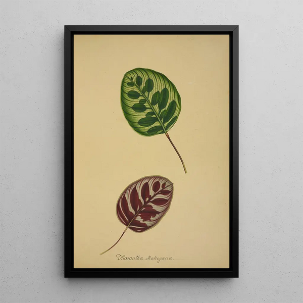 My Garden in Ceylon Pl095 - George De Alwis — framed artwork on a wall
