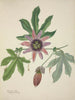 Mon Jardin à Ceylan Pl097 - George De Alwis — artwork view