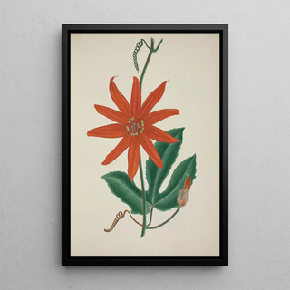 George De Alwis - Mon Jardin a Ceylan Pl098.webp