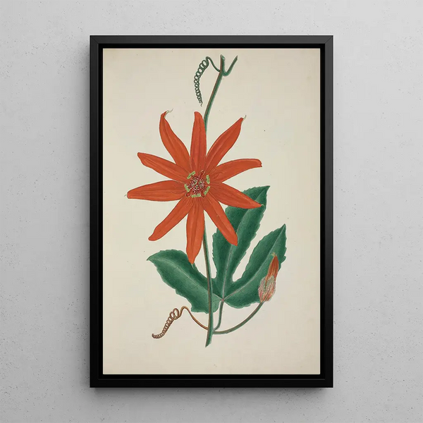 Mon Jardin à Ceylan Pl098 - George De Alwis — framed artwork on a wall