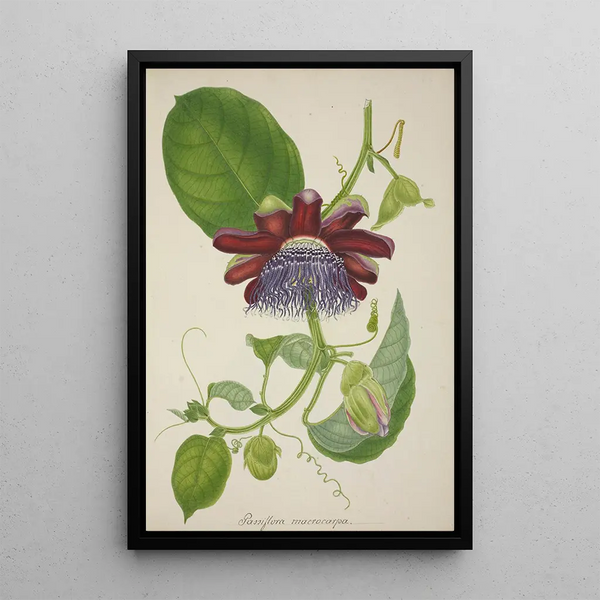My Garden in Ceylan Pl099 - George De Alwis — framed artwork on a wall